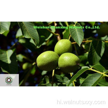 छील दिया प्राकृतिक अखरोट गुठली प्रकाश क्वार्टर